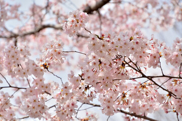桜満開　平塚公園にて