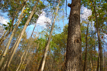 Autumn Forest Trees Nature Leaves 