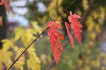 Soft focus of red leaves hanging from a branch in the forest in autumn © Leo Malsam/Wirestock