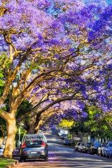 Jacaranda Kir Tunnel 2 North Vert
