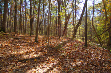 Autumn Forest Trees Nature Leaves 