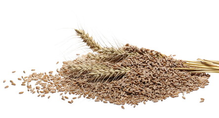 Spelt grains, kernels pile with wheat ears isolated on white background