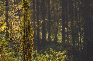 Fototapeta na wymiar AUTUMN COLORS - The colorful season on forest 