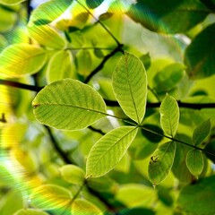 Fototapeta na wymiar green tree leaves and sunlight in autumn season 