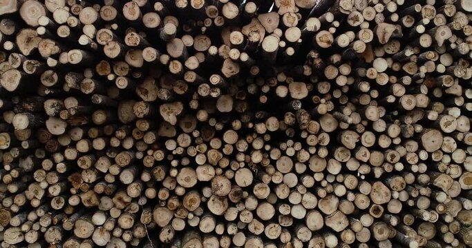 A slow movement footage of pile of freshly cut Aspen softwood after logging in Estonia, Northern Europe. 