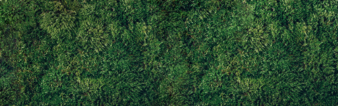 Natural green moss background. Top view. Copy space. Biophilic design. Organic, wild nature concept. Banner.
