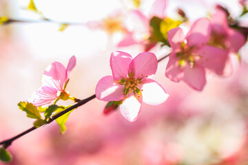 the plum trees bloom, Peach blossoms in bloom