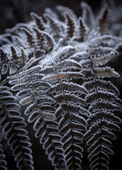 gefrorenes Blatt im Wald