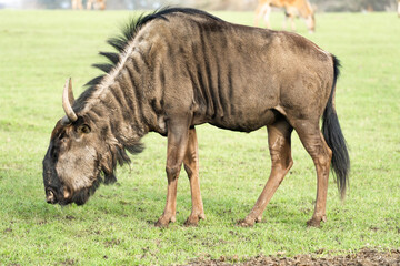 Fototapeta premium A Wildebeest Up Close With Grass Background