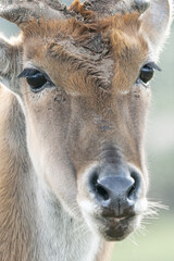 A Young Male Kudu Up Close