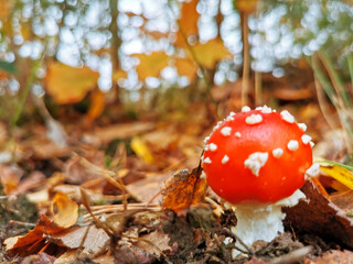 fly agaric mushroom