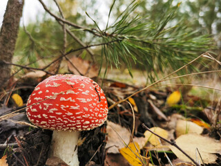 fly agaric mushroom
