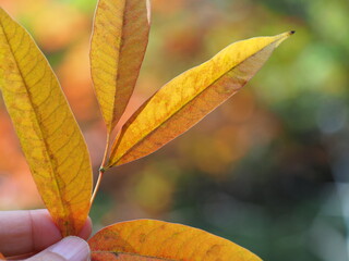 綺麗に紅葉した落ち葉の手持ち写真