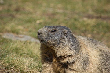close up of an alpine marmot ready for winter sleep