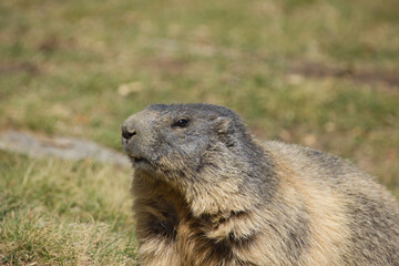 Naklejka na ściany i meble close up of an alpine marmot on a sunny day