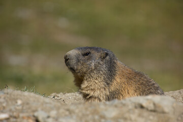 Naklejka na ściany i meble alpine marmot in the swiss mountains on a sunny da<