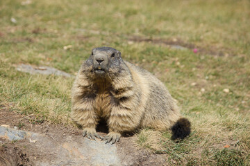 attentive alpine marmot next to its lair