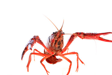 Crawfish