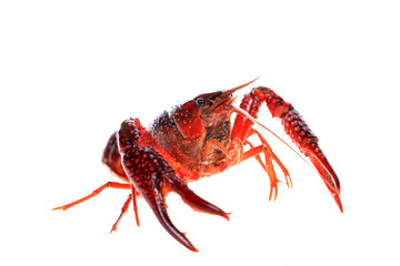 Crawfish