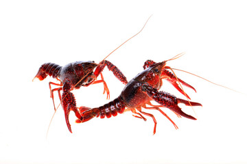 Crawfish