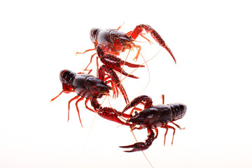Crawfish