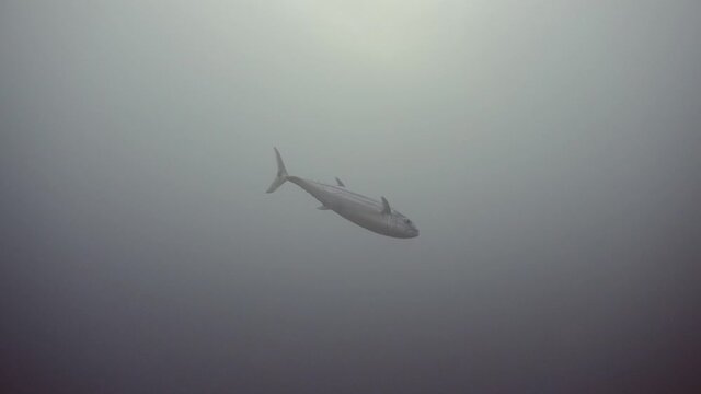 Big tuna swimming in water filled with plankton in maldives