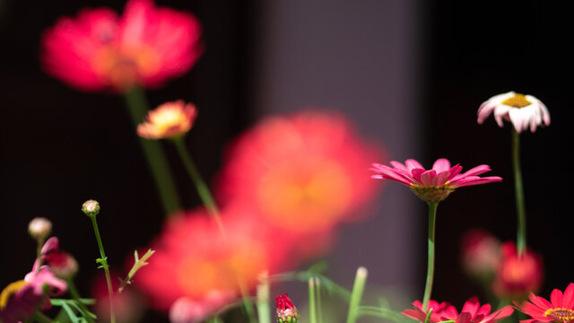 Fleurs de printemps