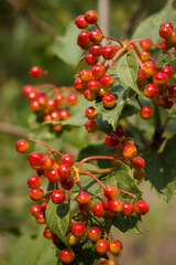 Unripe berries of viburnum among the green leaves. Selective focus