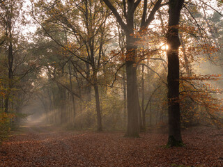 Fototapeta premium Autumn forest with beautiful sunrays during sunrise