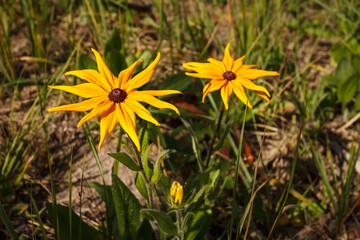 Yellow flowers of Rudbeckia (rudbeckia) close up.