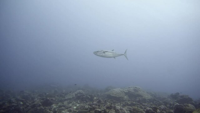 Big tuna swimming in water filled with plankton in maldives