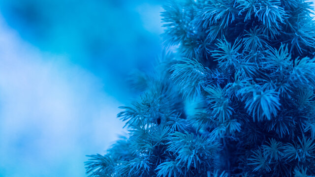 Sapin bleu