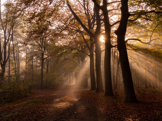 Autumn forest with beautiful sunrays during sunrise