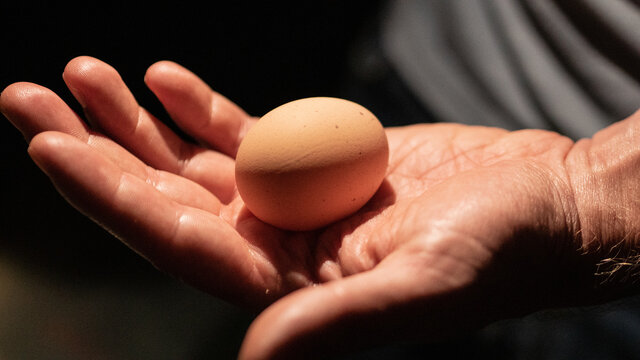 Oeuf du jour
