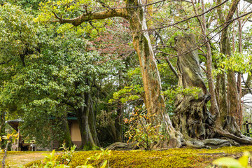 日本　石川県金沢市、兼六園の庭園