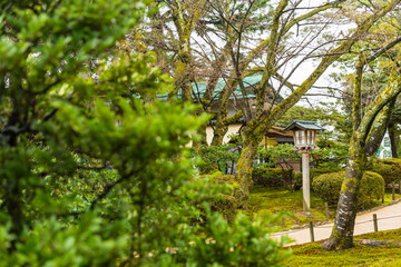 Fototapeta premium 日本 石川県金沢市、兼六園の庭園