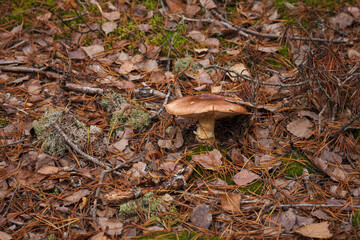 Beautiful wild mushroom in the autumn forest