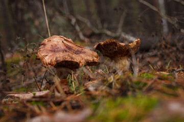 Two wild mushrooms in the autumn forest. Small depth of field