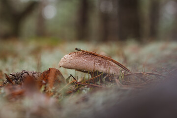Edible mushroom (Sarcodon Imbricatus). Small depth of field.