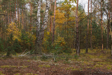 Birchs in a pine forest. Close-up