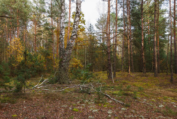 Fototapeta premium Birchs in a pine forest. Close-up