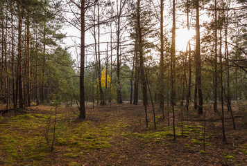 Pine forest is illuminated by yellow evening sun light.