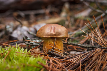 Boletus badius grows among moss. Small depth of field
