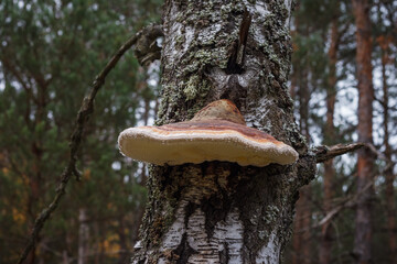 Fomes fomentarius with drops of dew. Small depth of field