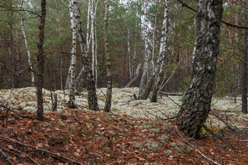 Birchs in a pine forest. Close-up