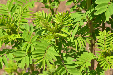 植物・クララ　マメ科