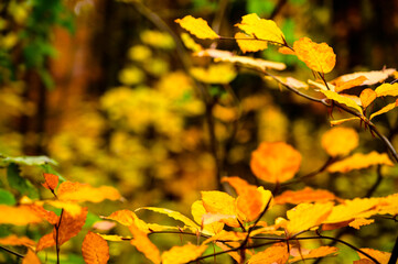 Autumn leaves beautiful as always