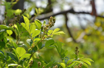 樹木・ノイバラ　バラ科　