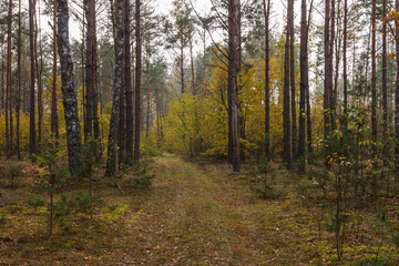 Road through a coniferous forest