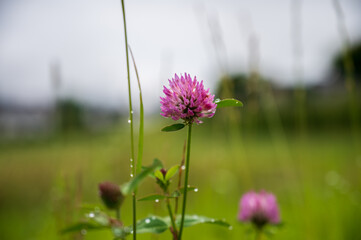 Morning dew on clover flowers